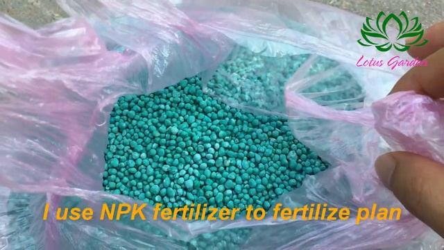 How to prune and fertilize portulaca, so that the plant has many flowers and many buds смотреть онлайн