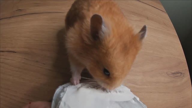 Сирийский хомяк. Кормим хомяка. смотреть онлайн