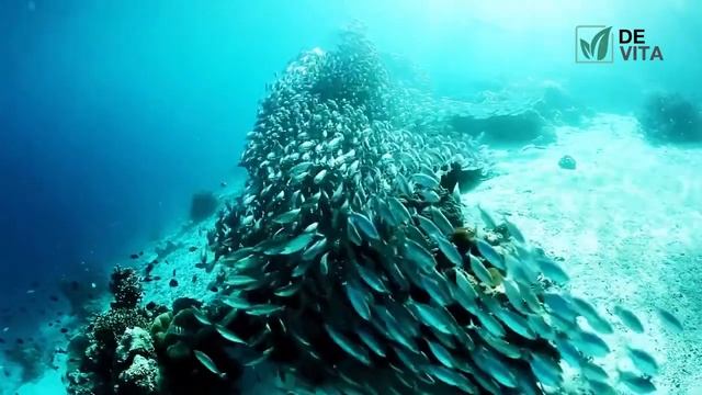 Промарин коллаген Promarine Collagen peptides смотреть онлайн