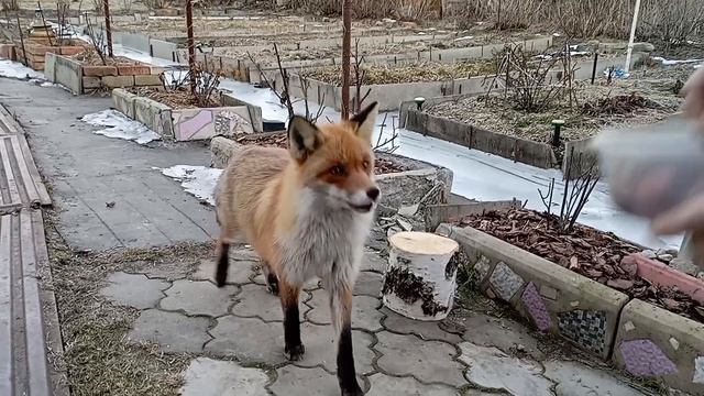 (982) Лиса приходит в гости. Март 2025 смотреть онлайн