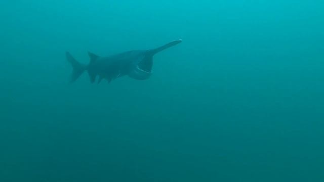 Paddlefish Filter Feeding at Gray Quarry смотреть онлайн