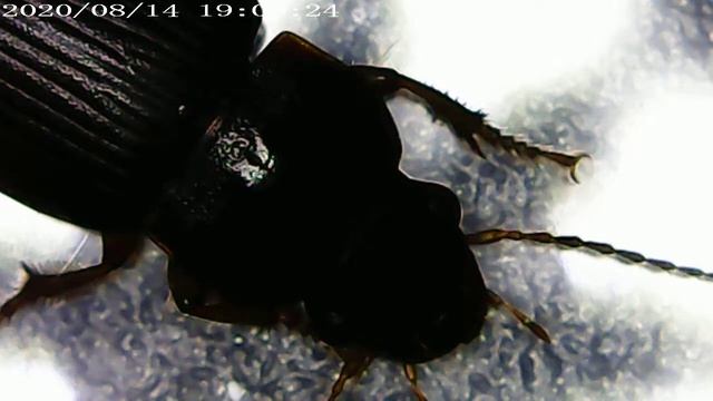 20200814 Asemum striatum смотреть онлайн