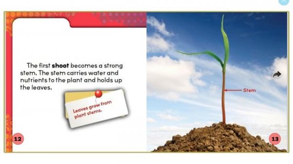 Plant Life Cycles by: Julie K Lundgren