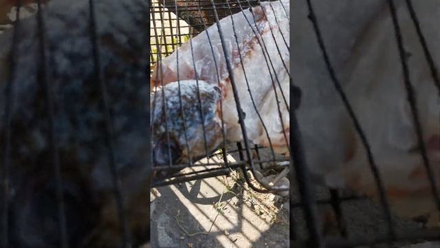 Черноморский гарбыль. приготовление на мангале. смотреть онлайн