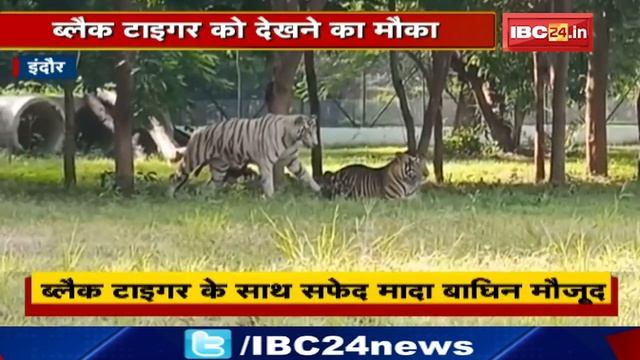 Indore के Kamla Nehru में Black Tiger के साथ White बाघिन | Zoo में एक साथ व्हाइट, यलो, ब्लैक टाइगर смотреть онлайн