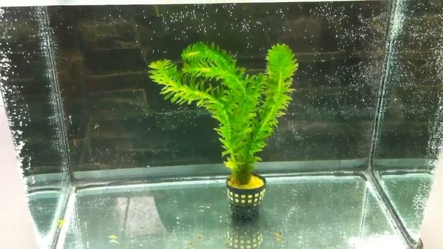 Egeria densa смотреть онлайн