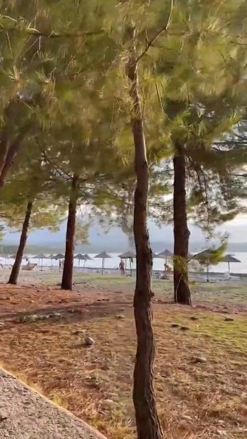 Пицунда, Абхазия, 27.08.2022 смотреть онлайн