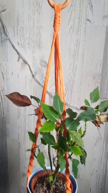 кашпо в оранжевом цвете 🧡 смотреть онлайн