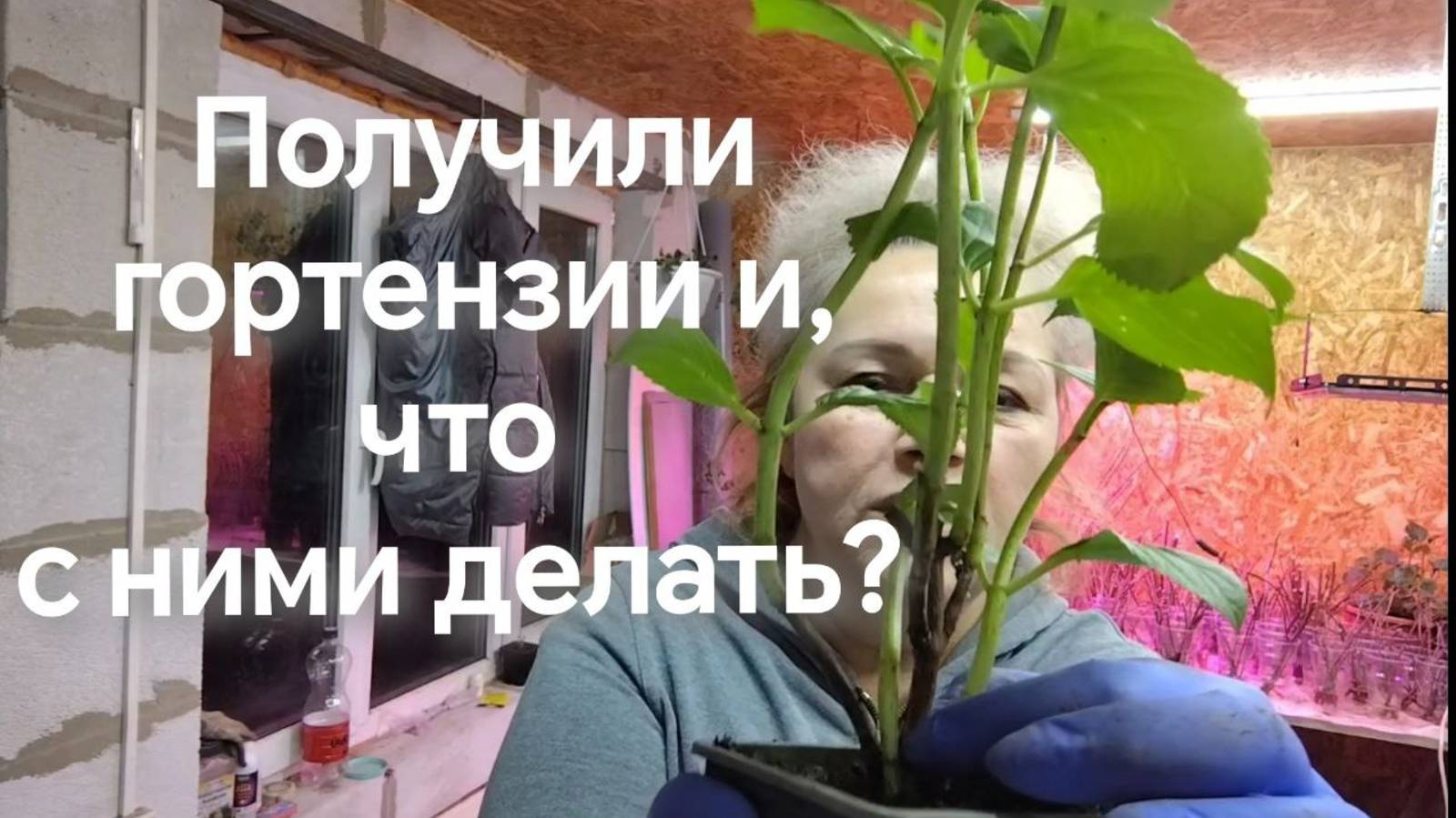 Получили саженцы крупнолистной гортензии и /что с ними делать??? смотреть онлайн