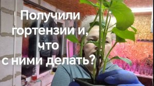 Получили саженцы крупнолистной гортензии и /что с ними делать???