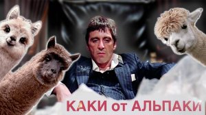 Как сделать бизнес из альпаки | Обзор фермы "Российские альпаки"