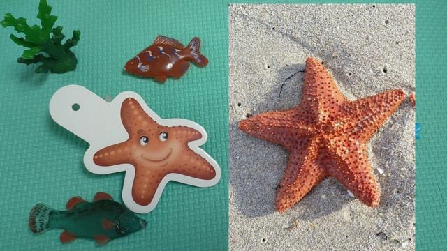 Жители морей и океанов 🐢🦀 🌊 🐳 🐙 смотреть онлайн