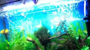 Ч 23 Привез основных рыбок