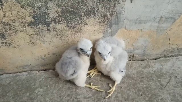 СОКОЛ ЧЕГЛОК. Часть 1. смотреть онлайн