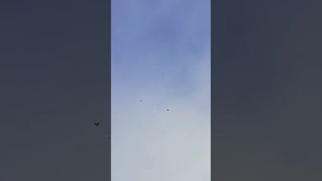 Голуби Анатолия. Город Чаплыгин.