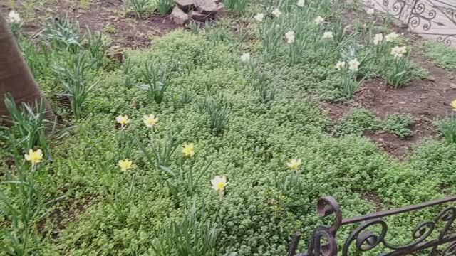 Цветы video_2025-03-17_08-13-11