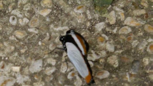 Hypolimnas usambara - La Queue-lez-Yvelines 08.2023 (FRANCE) смотреть онлайн