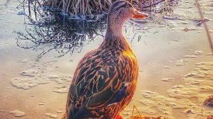 Вызаривание подсадной утки 2025