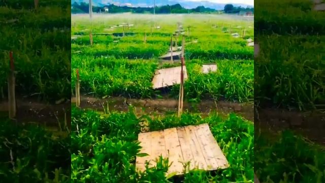 Allevamento lumache Italia смотреть онлайн