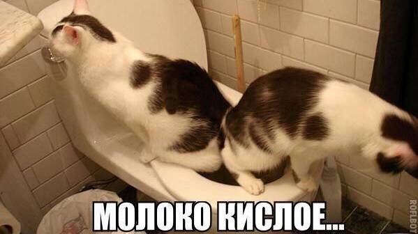 Я РЖАЛ ПОЛЧАСА🐈ПРИКОЛЫ С КОТАМИ И ДРУГИМИ ЖИВОТНЫМИ🐕СМЕШНЫЕ КОШКИ И СОБАКИ смотреть онлайн