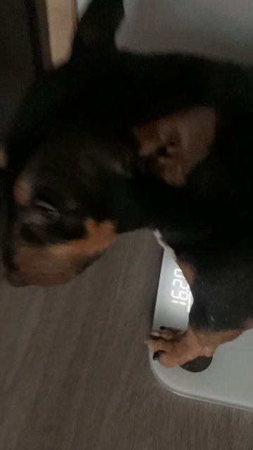 16 кг счастья