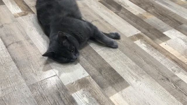 Моя кошечка#в пузике с котятками