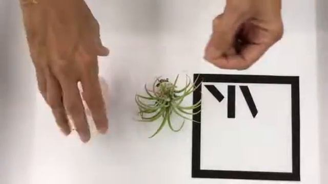 Tutorial Hang Air Plants in Sea Urchins like Jellyfish смотреть онлайн