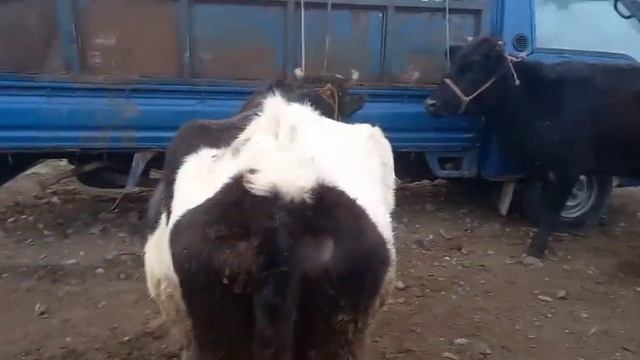 Молбозори Худжанд молихои мастчох бозори хучанд