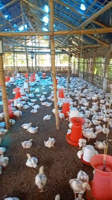 Broiler Day 22 || Heat stroke || Medicine || Poultry Farm || Summer Management || #shorts смотреть онлайн