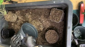 ВЕСЕННЯЯ ПЕРЕСАДКА ПЕЛАРГОНИЙ. Нужна ли и как сделать это быстро?