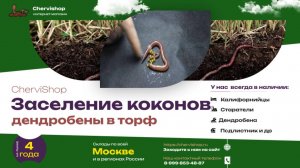 Как заселять коконы дендробены в торф