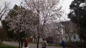 video_2025-03-18_17-09-15