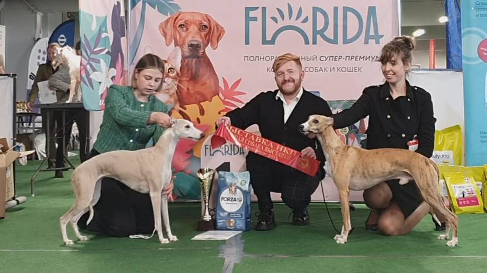 15.03.2025, СПб. Клуб "АЛЛЕН". Монопородная выставка УИППЕТ смотреть онлайн