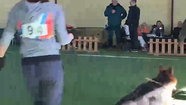 ЩЕНКИ СУКИ ДШ 2 / КЧК БРОННИЦЫ 16 марта`25 P.Firic Моно немецких овчарок