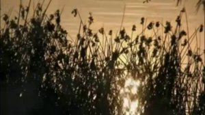 "ЧТО ТАК СЕРДЦЕ РАСТРЕВОЖЕНО"  Шувалова Светлана