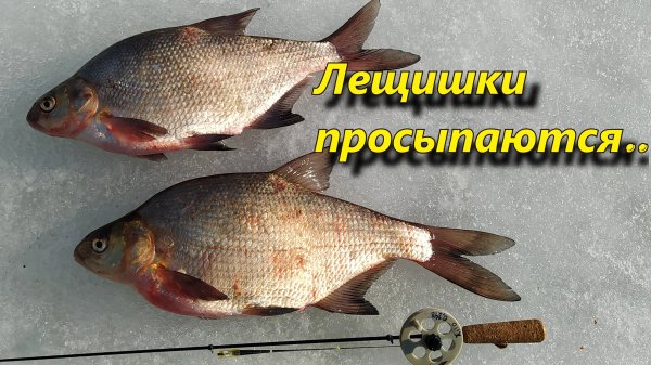 На Белоярку за лещом с чёртиками