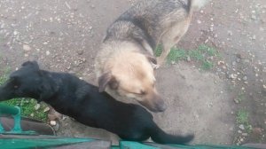 Собачки играют VID_20250318_125857