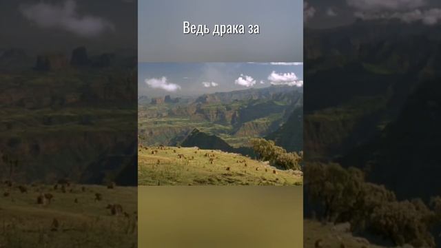 Гелады умные обезьяны #животныймир #животные смотреть онлайн