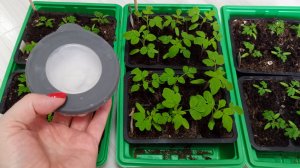 Все подкормки Рассады в одном видео. Смотрите до конца