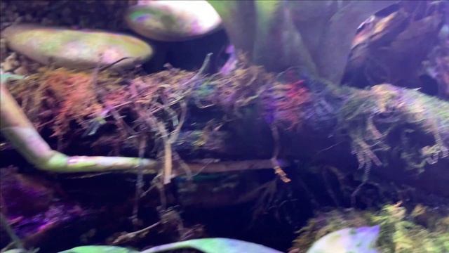 Пруд в гараже.Посадка нимфей/лилий из семечка.Не стоит того смотреть онлайн