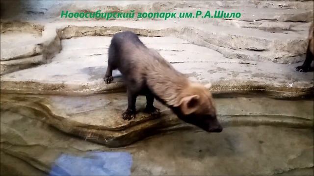 Взрослые кустарниковые собачки не знали чем заняться и подошли пообщаться 26.09.2022 смотреть онлайн