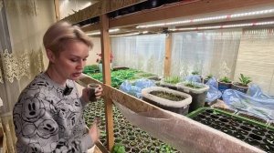 РАССАДА ВЯНЕТ И ГИБНЕТ.ОТВЕЧАЮ ПОЧЕМУ.