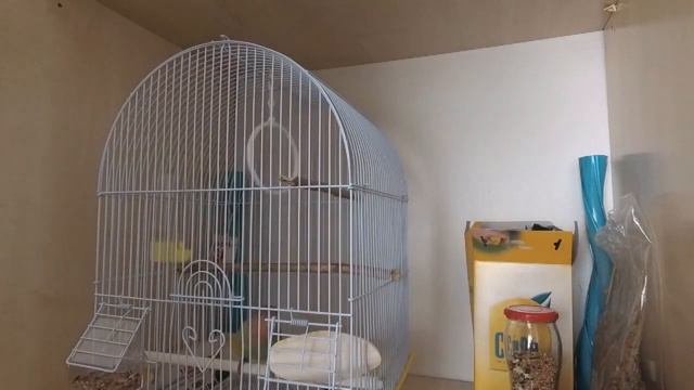 Why is Lovebird Biting | How to stop parrot from Biting смотреть онлайн