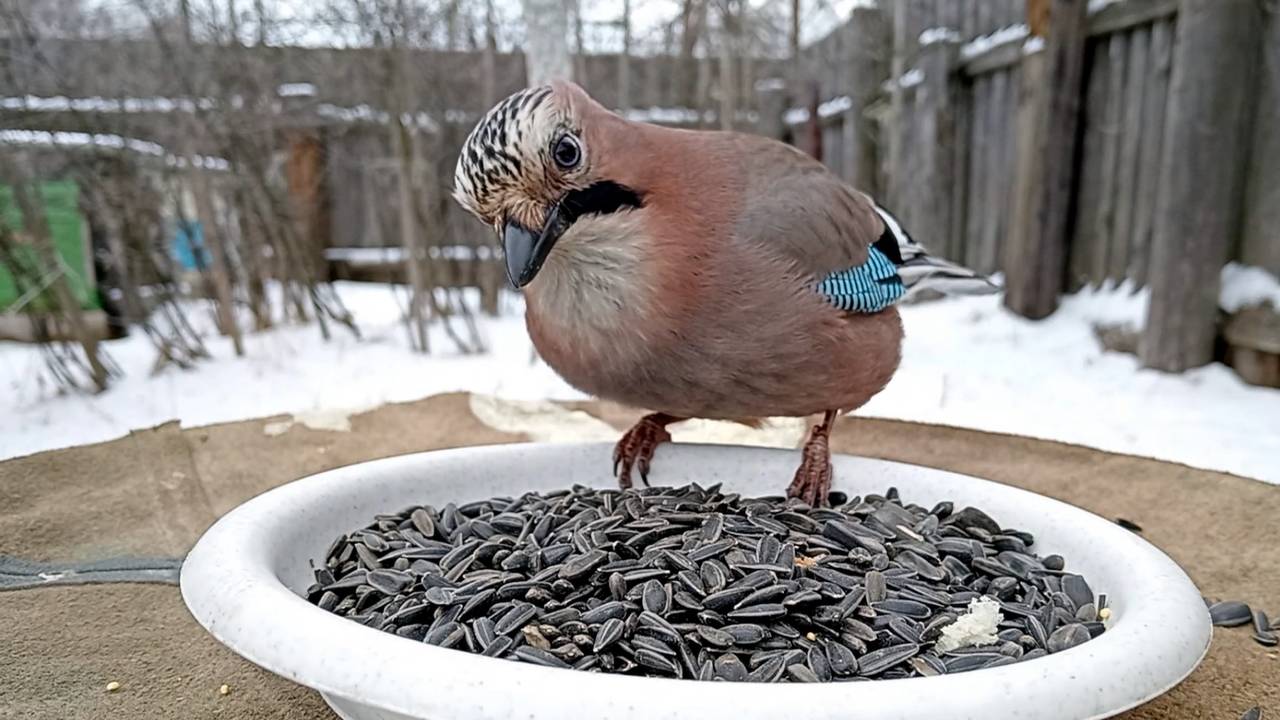 На кормушку прилетели Лазоревки, Большие Синицы и Сойки (16.01.2025 года) смотреть онлайн