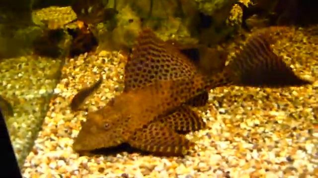 Pterygoplichthys Gibbiceps смотреть онлайн