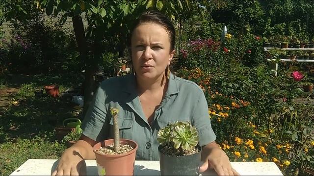 40. Вершки или корешки Размножение эониума