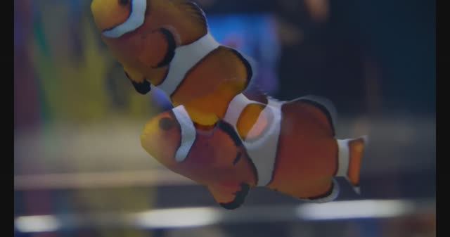 The Best 4K Aquarium For Relaxation