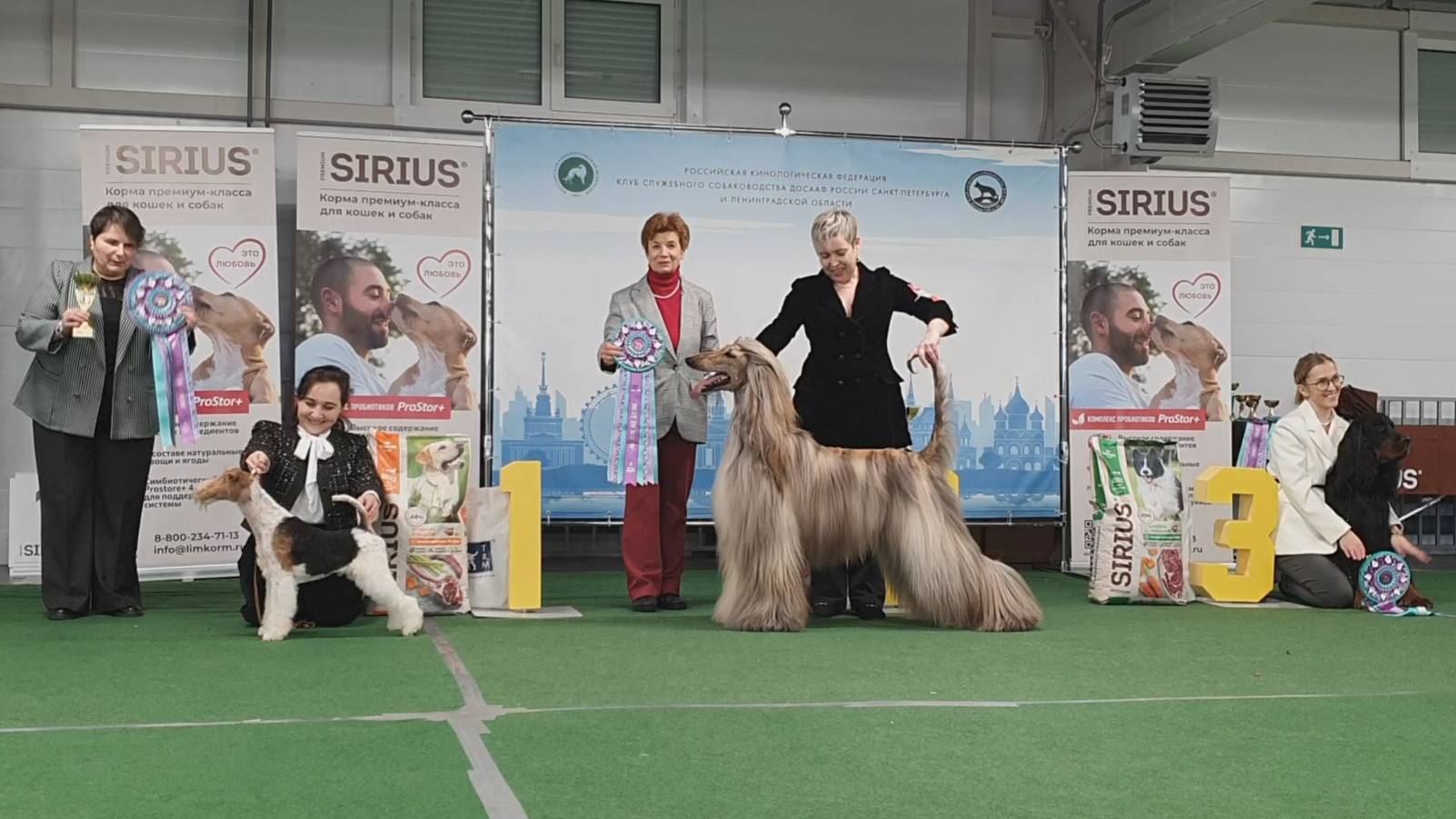 15.03.2025, СПб. Клуб "СПб КСС ДОСААФ" (РКФ, РФСС). Выставка собак "ПЕТЕРБУРГСКАЯ ВЕСНА" (САС, ЧФ) смотреть онлайн