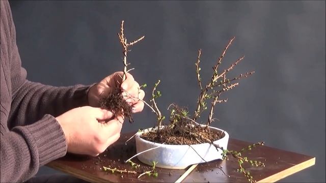 Bonsai 2021-19 - japanische Lärche - Larix kaempferi - der kleine Wald in der blauen Schale смотреть онлайн