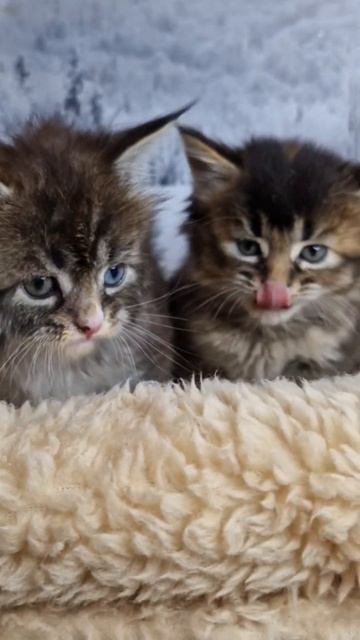 Мейн кун котята, продажа в Москве